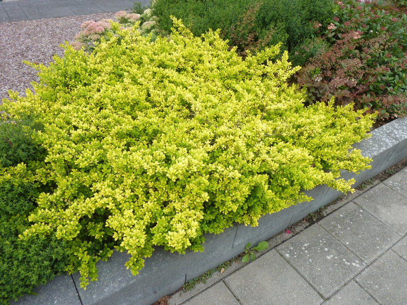 Ilex crenata 'Golden Gem' (2 Litre)