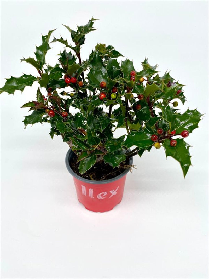 Holly Plant | Ilex aquifolium 'Lucifer' P12