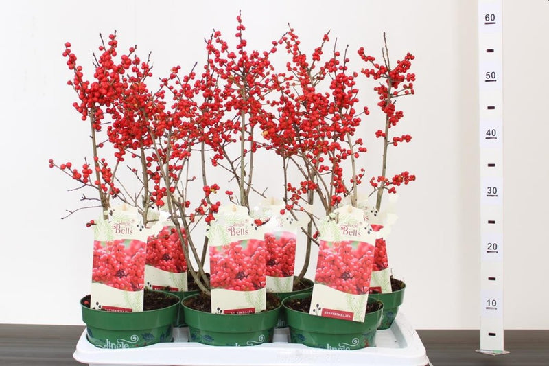 Ilex verticillata 'Jingle Bells' / 2 Ltr pot