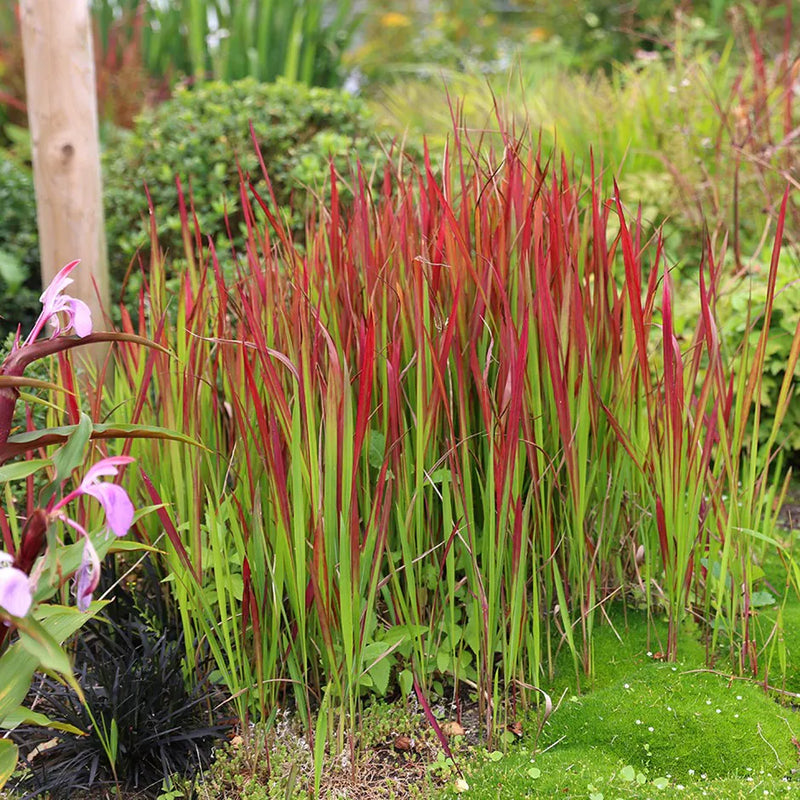 Imperata Cylindrica 'Red Baron' (2 Litre)