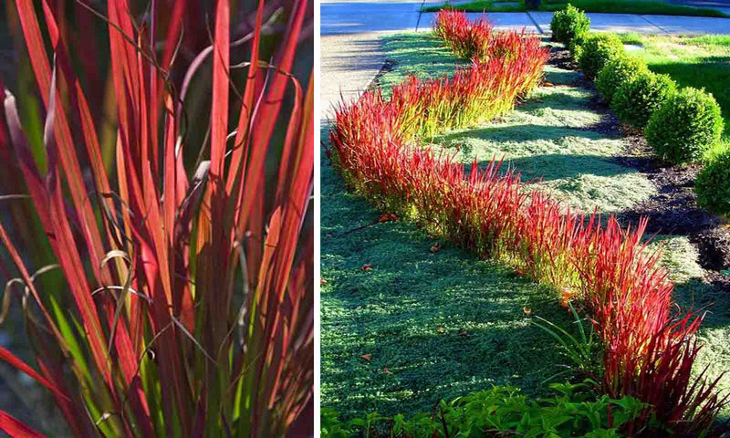 Imperata Cylindrica 'Red Baron' (2 Litre)