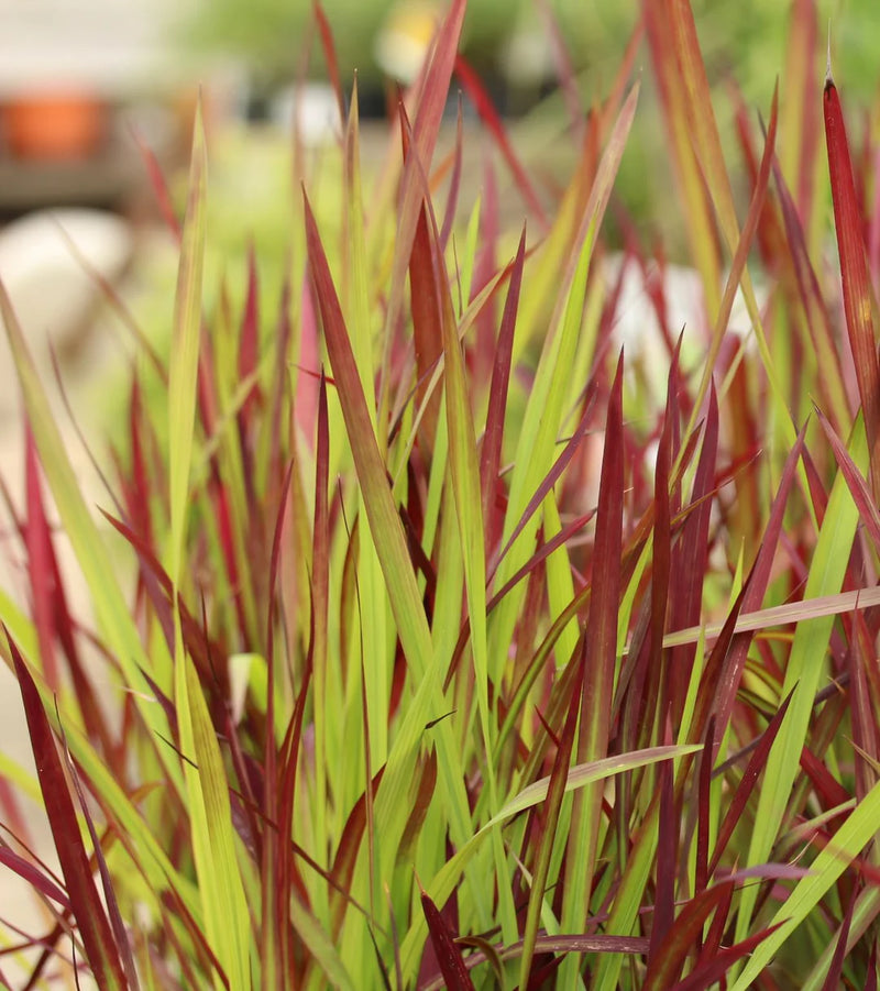 Imperata Cylindrica 'Red Baron' (2 Litre)