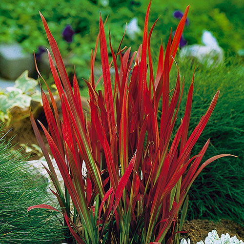 Imperata Cylindrica 'Red Baron' (2 Litre)