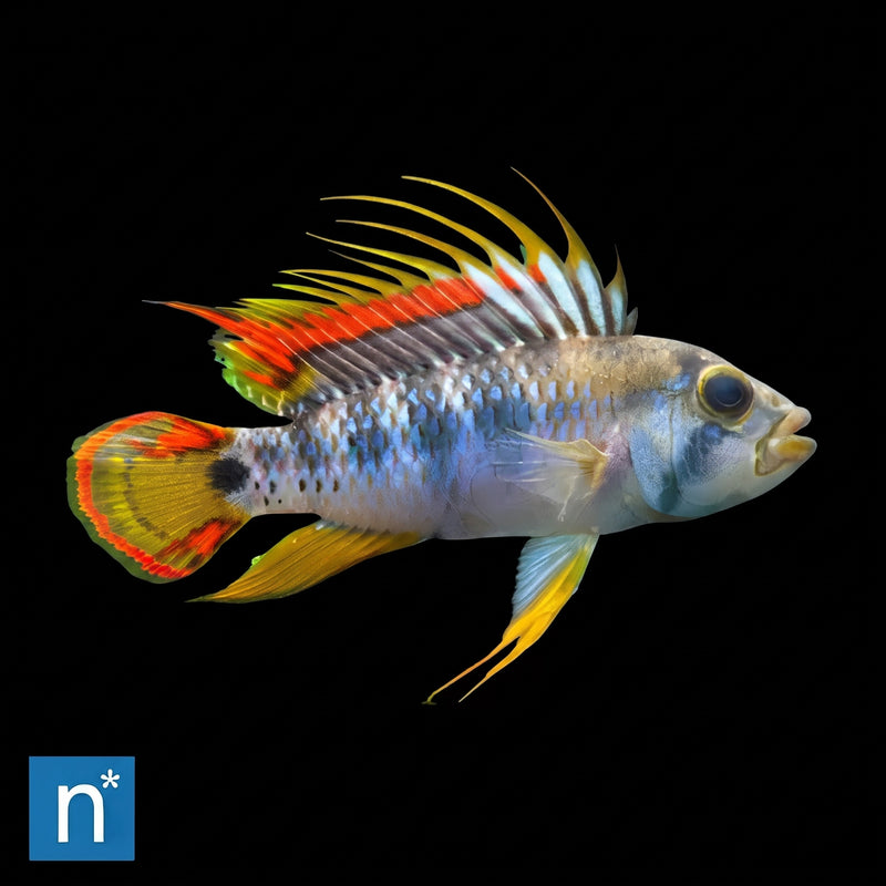 Inca Dwarf Cichlid | Apistogramma baenschi