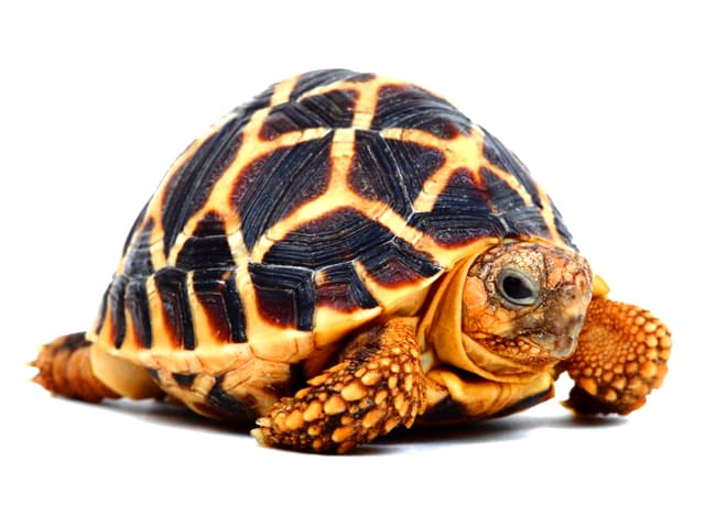 Indian Star Tortoise