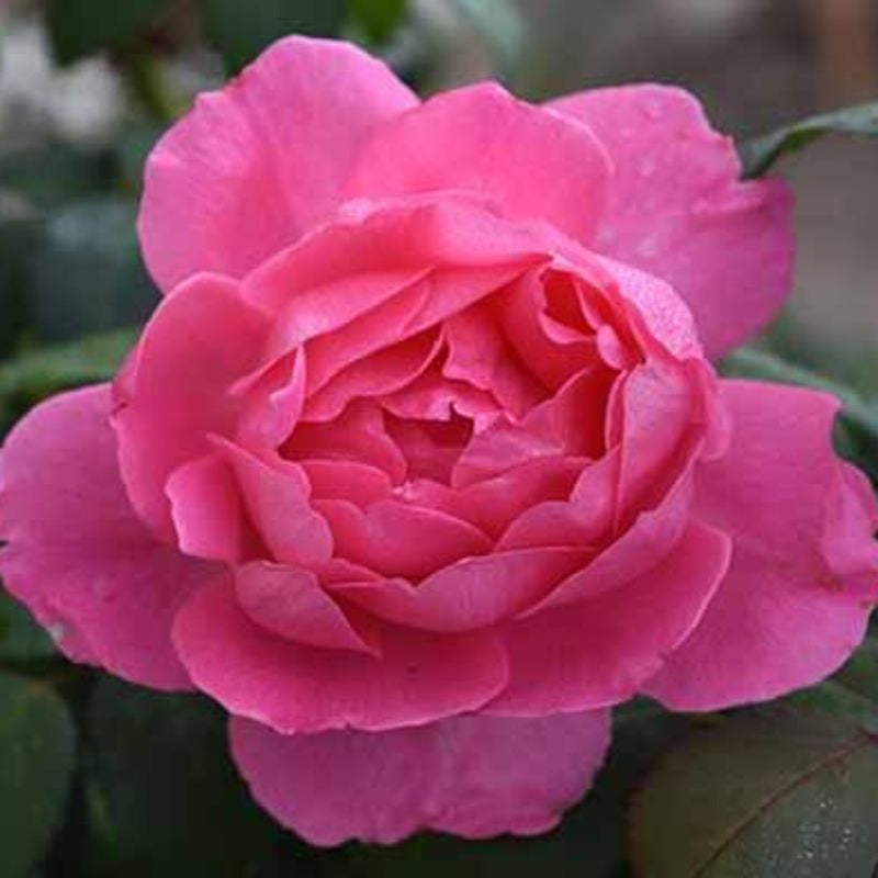 Inspiration Hybrid Tea Rose 3.5 Litre