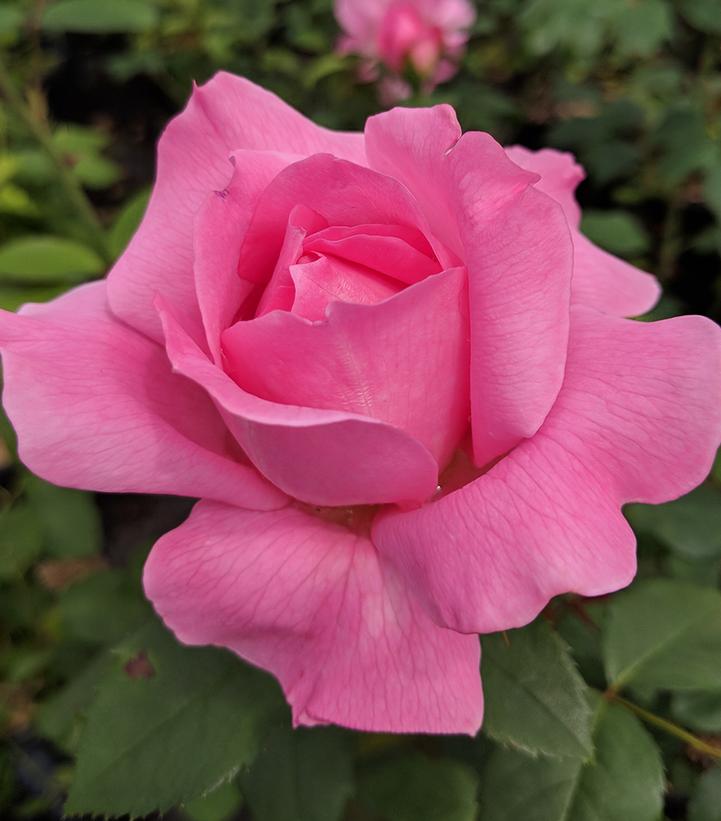 Inspiration Hybrid Tea Rose 3.5 Litre