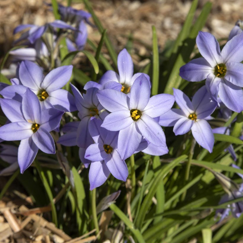 Ipheion Wisley Blue 4+ P/P