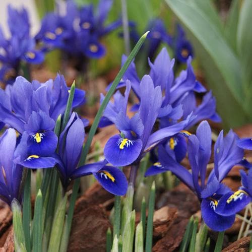Iris reticulata 'Harmony' (12 Pack)