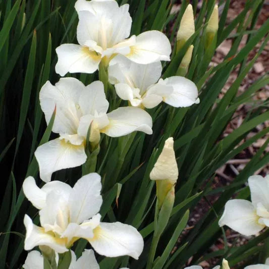 Ruffled ivory flowers of Siberian iris ‘White Swirl’