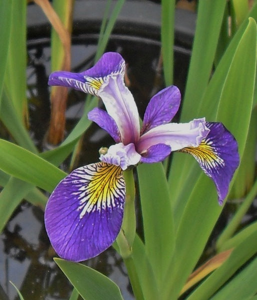 Iris Pseudac. 'Holden's Child'  P9