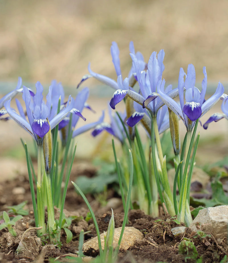 Iris 'Dwarf Clairette' Bulbs (12 pack)