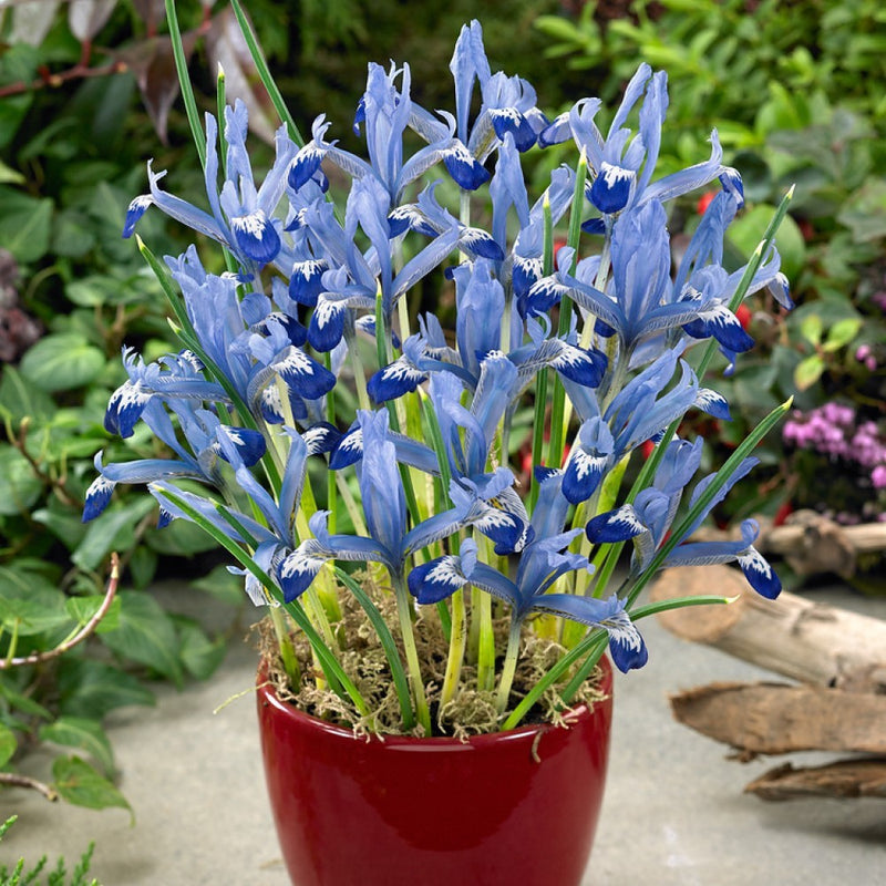 Iris 'Dwarf Clairette' Bulbs (12 pack)