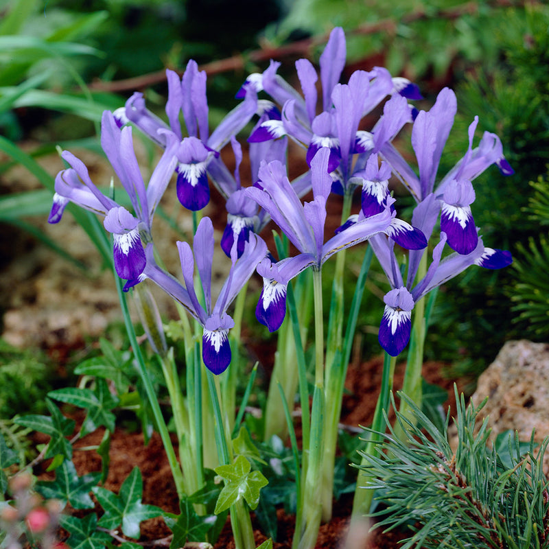 Iris 'Dwarf Clairette' Bulbs (12 pack)