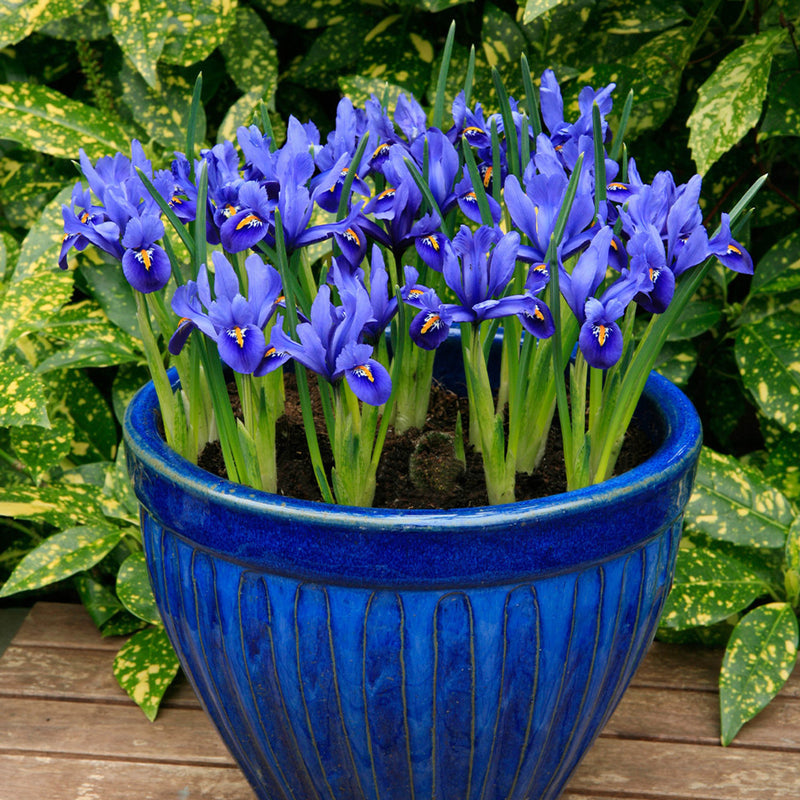 Iris reticulata 'Harmony' (12 Pack)