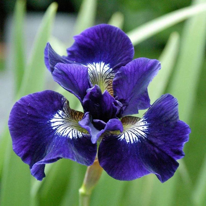 Iris sibirica Shirley Pope 2 Litre