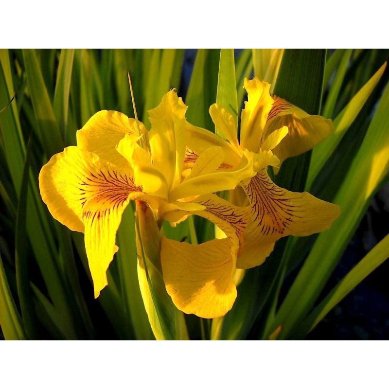Iris pseudacorus Variegata P9
