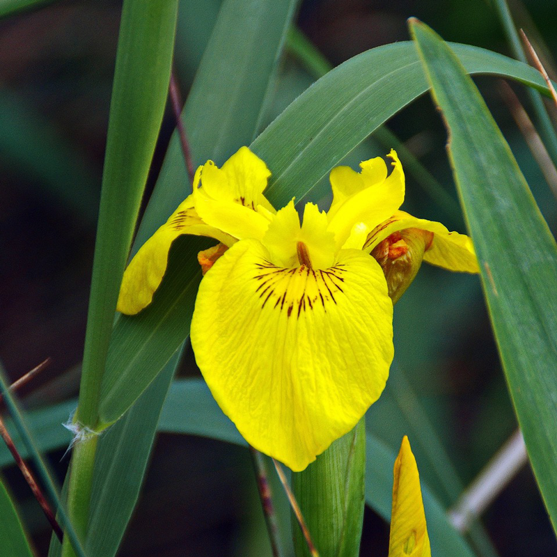 Iris pseudacorus P9