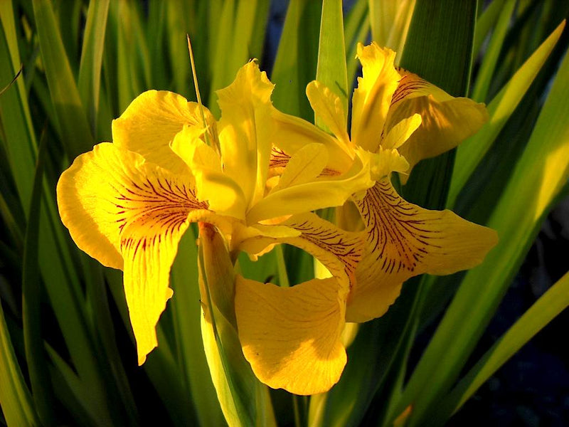 Iris Pseudacorus 'Variegata' (3 Litre)