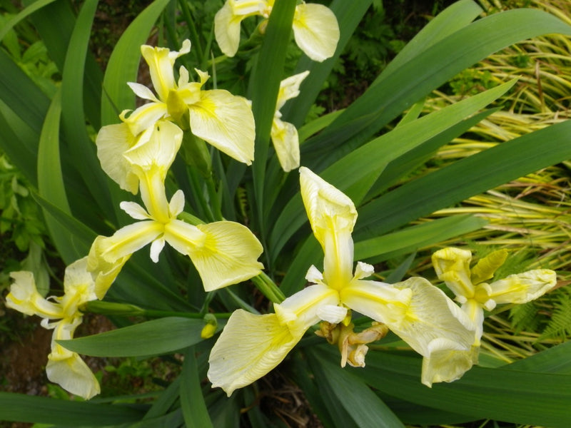 Iris pseudac. 'Bastardii' / P9