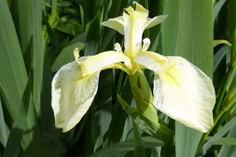 Iris pseudac. 'Bastardii' / P9