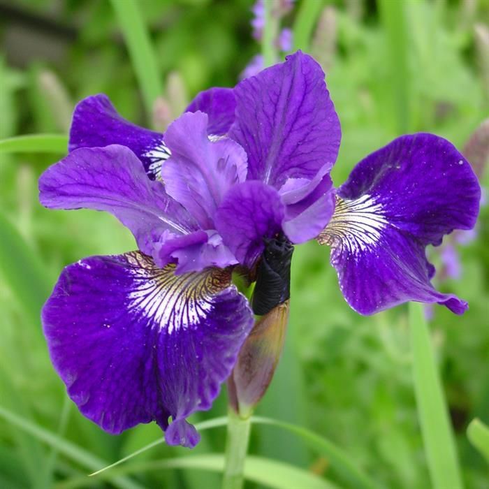 Iris sibirica Shirley Pope 2 Litre