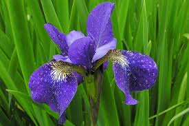 Iris sibirica Shirley Pope 2 Litre
