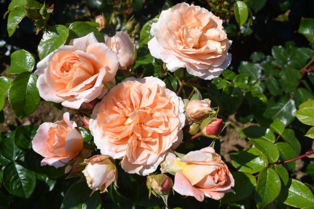 It's A Wonderful Life Floribunda Rose 3.5 Litre