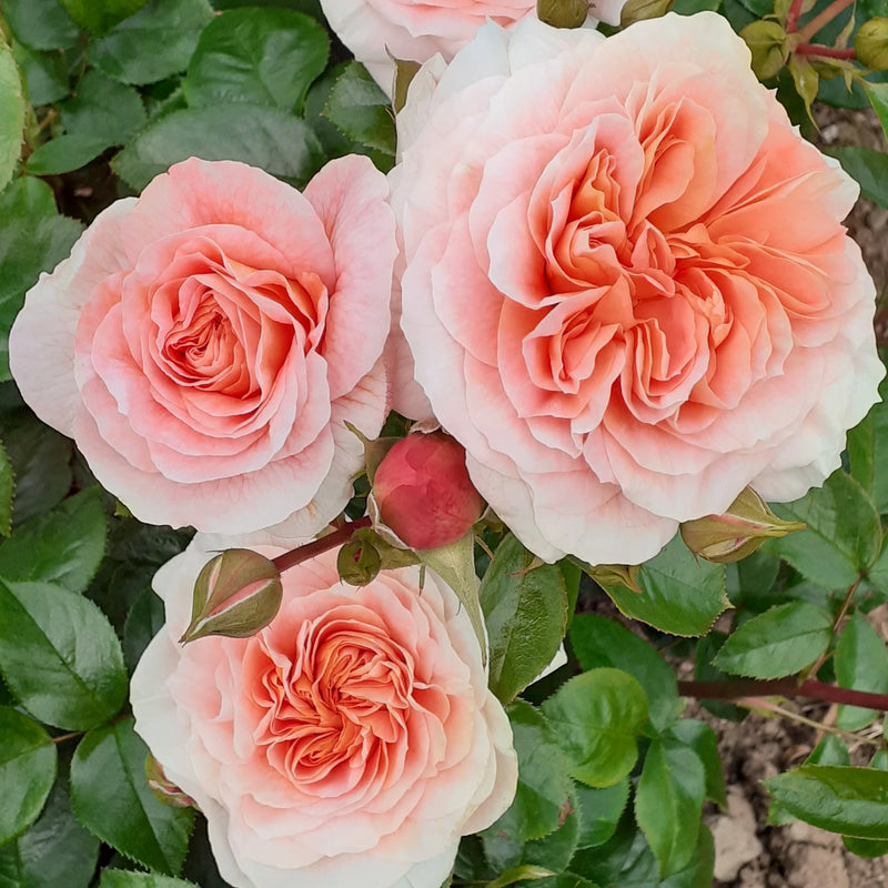 It's A Wonderful Life Floribunda Rose 3.5 Litre