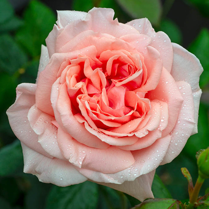 It's A Wonderful Life Floribunda Rose 3.5 Litre