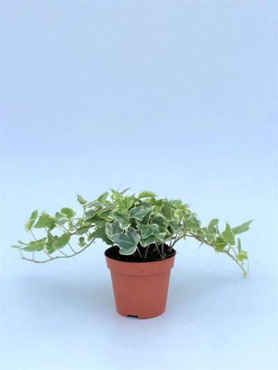 Trailing Ivy For Containers & Baskets 9cm