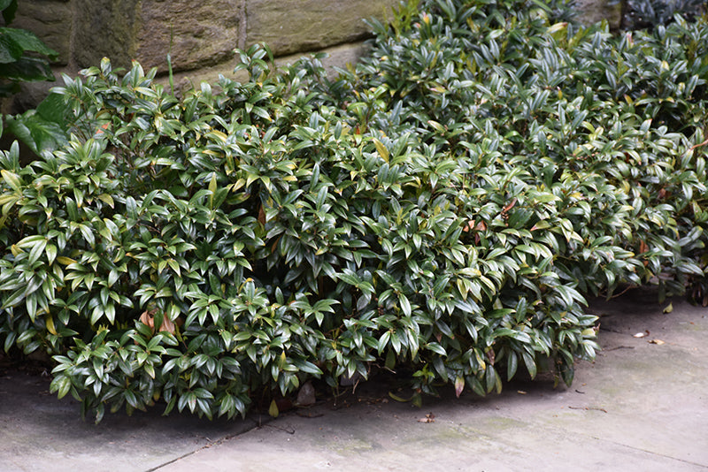 Sweet Box | Sarcococca confusa