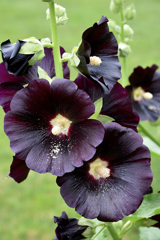 Alcea rosea Nigra
