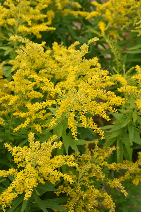 Solidago Canadensis 'Sweety' (2 Litre)