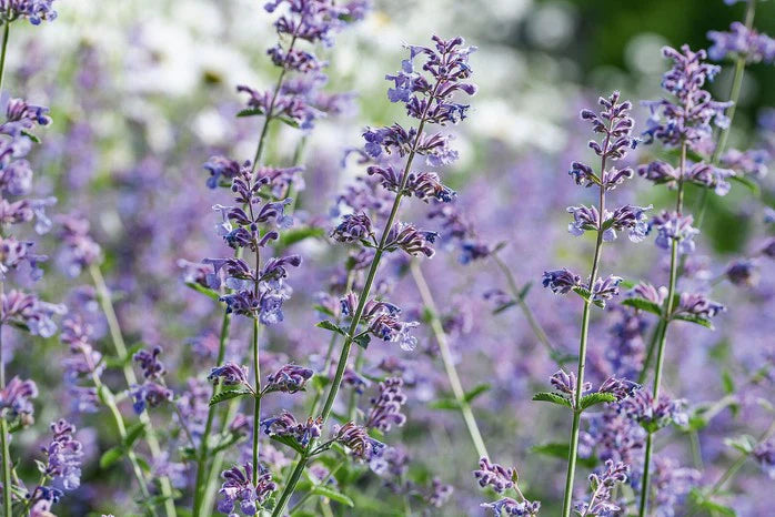 Nepeta Walkers Low 2 Litre