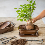 Esschert Rectangular Terracotta Bonsai Pot – Medium