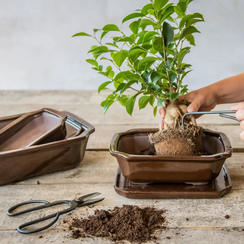 Esschert Rectangular Terracotta Bonsai Pot – Medium
