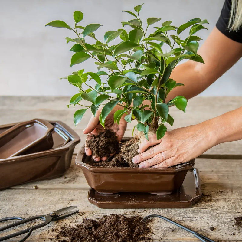 Esschert Rectangular Terracotta Bonsai Pot – Medium