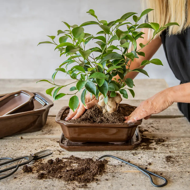 Esschert Rectangular Terracotta Bonsai Pot – Medium