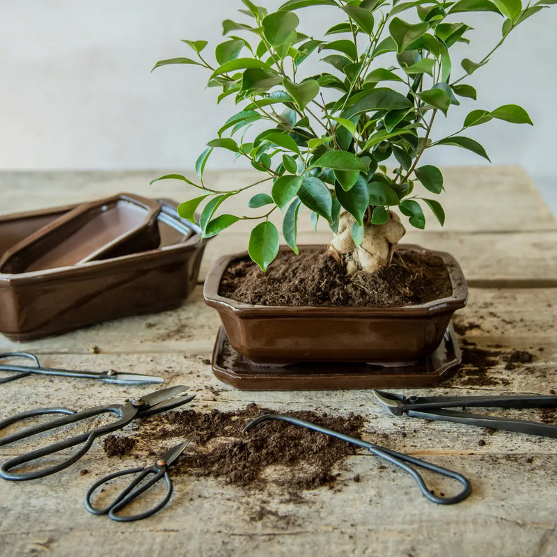 Esschert Rectangular Bonsai Saucer – Medium