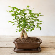 Esschert Rectangular Bonsai Saucer – Medium