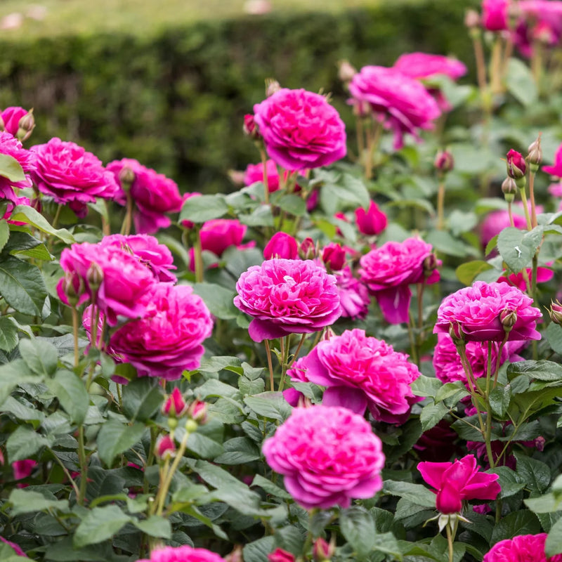 James L. Austin David Austin Fragrant Rose 6 Litre