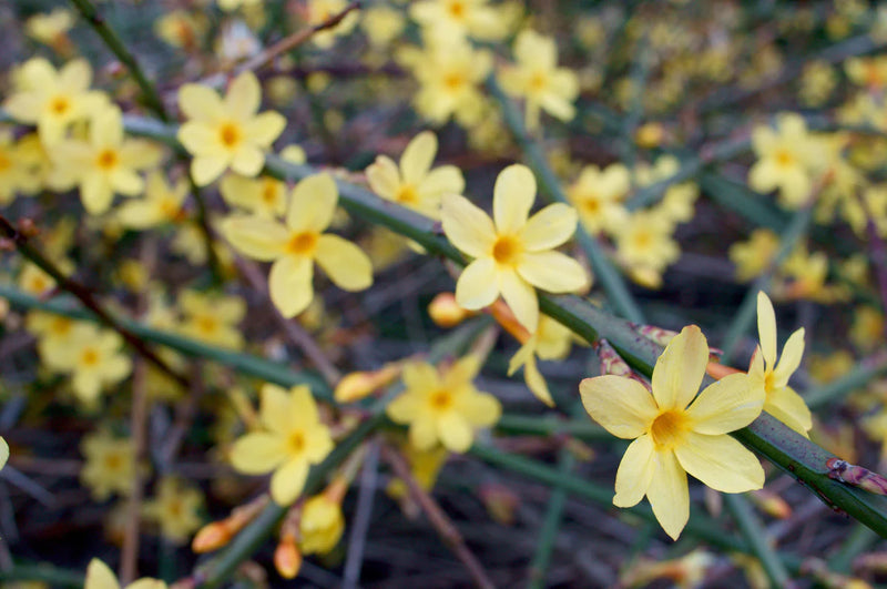 Jasminum nudiflorum | Winter Jasmine (2.2 Litre)