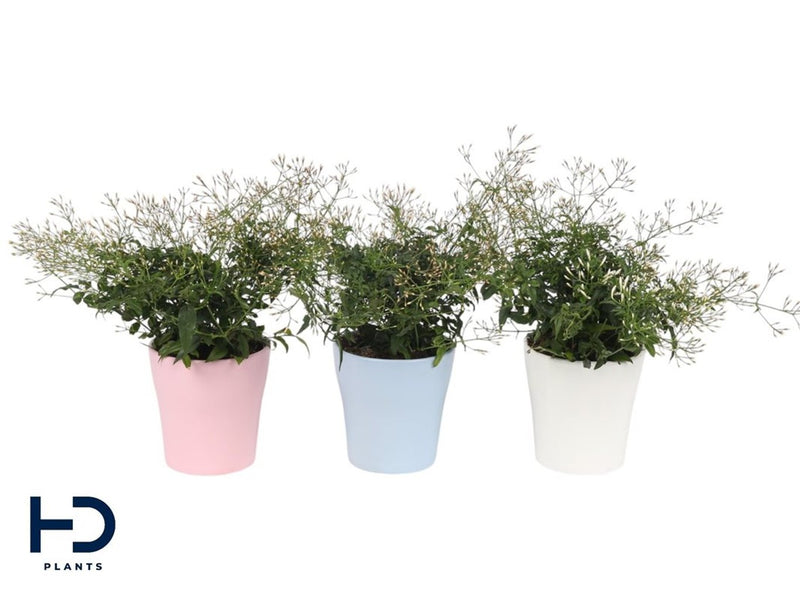 Jasminum polyanthum / 13 cm ceramic green/pink/white