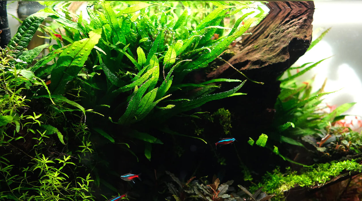 Microsorum Pteropus Java Fern