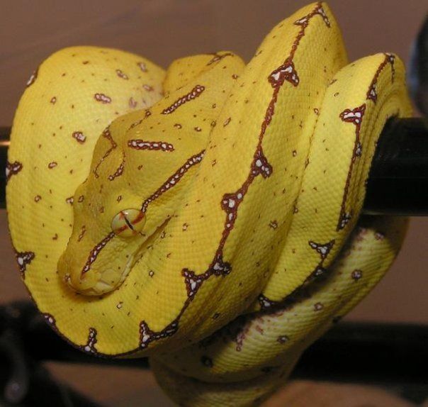 Jayapura Green Tree Python