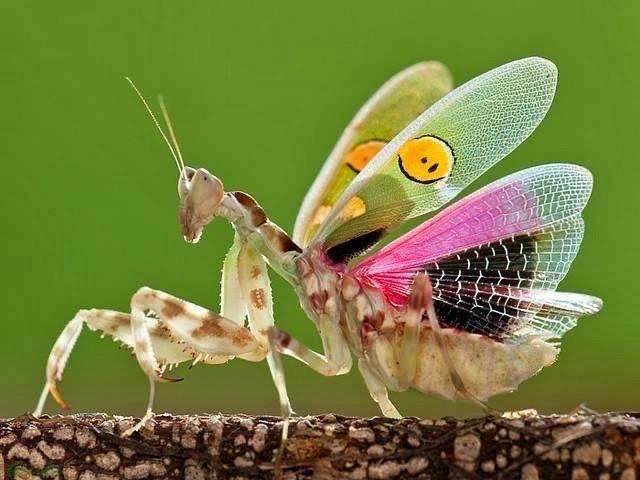 Jewel Flower Mantis