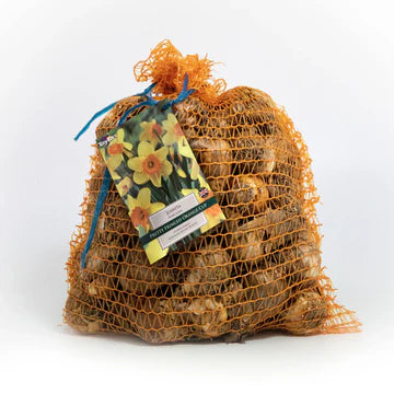 Daffodil Narcissus 'Rainbow' (7kg)