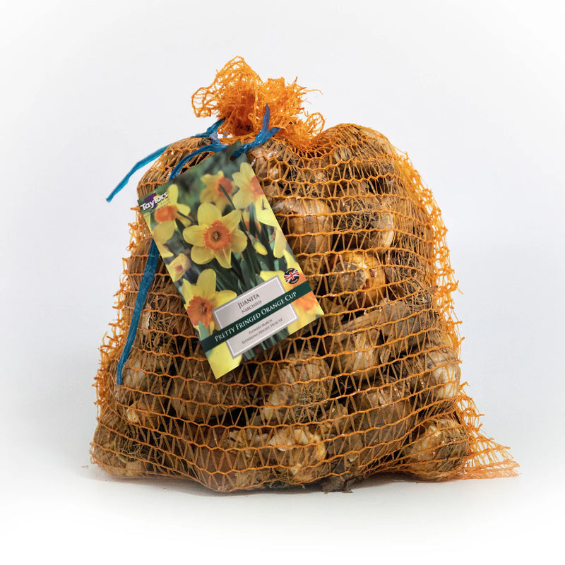 Daffodil Narcissus 'Juanita' (7kg)