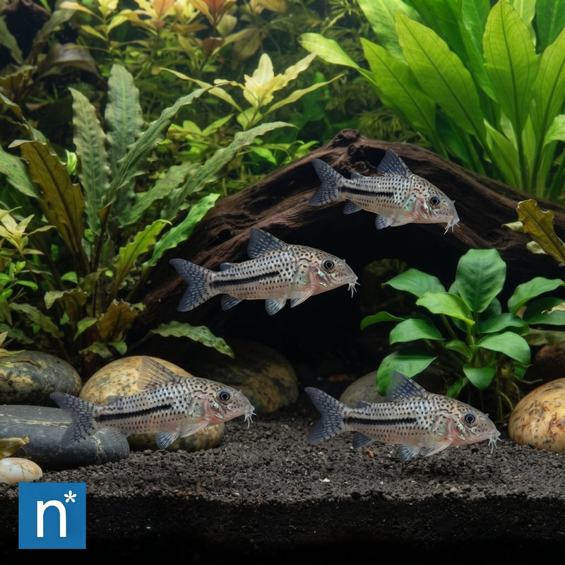 Julii Corydoras | Corydoras julii